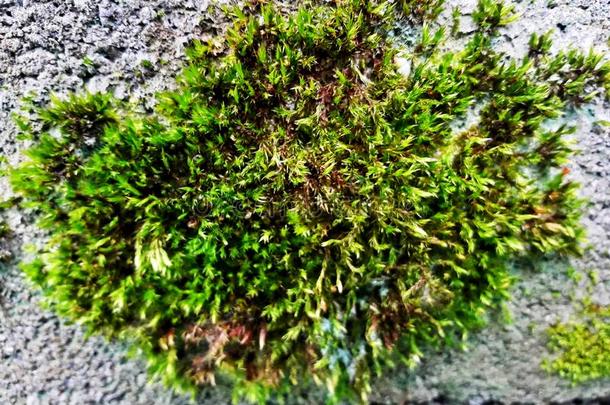 新鲜的绿色的苔藓向灰泥墙为背景和绿色的华普