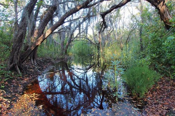 指已提到的人临海的大草原跟踪采用Evergles国家的公园inFlorida佛罗里达国家公园的沼泽地国家的公园.