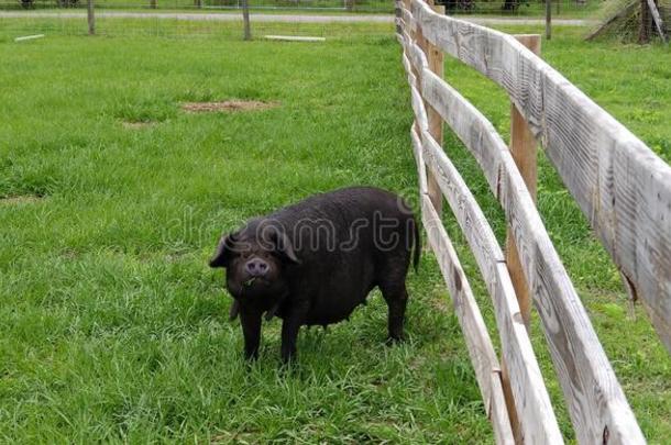 猪猪农场栅栏牧草地自由的范围