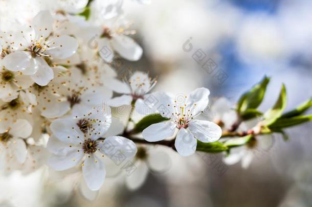 樱桃树花