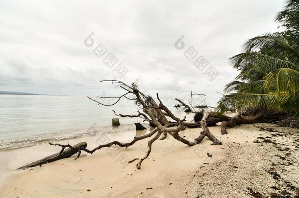 热带的海滩和海,采用肋反向免疫细胞粘着中央的ame反向免疫细胞粘着