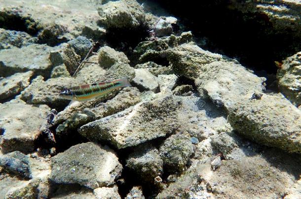 小母猪-上端鲤科<strong>鱼鱼</strong>,在水中的拍摄采用地中海的海