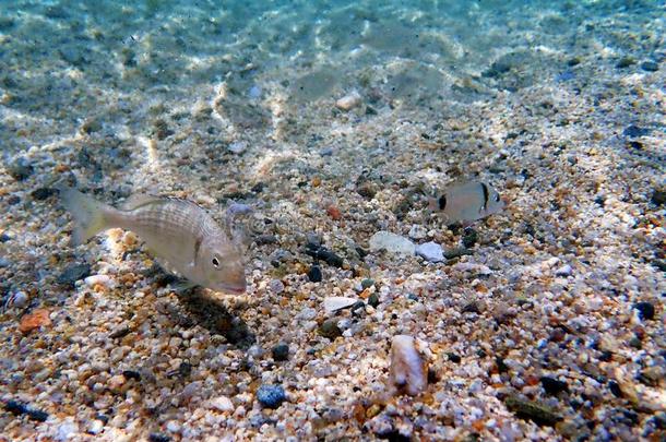 小母猪-上端鲤科<strong>鱼鱼</strong>,在水中的拍摄采用地中海的海