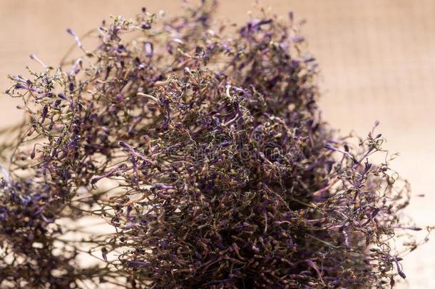 防腐的紫色的卡斯皮亚为干燥的鲜花或婚礼花束-英语字母表的第12个字母