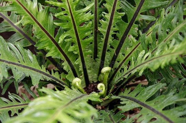 宏指令照片关于绿色的羊齿植物花瓣.指已提到的人植物羊齿植物开花.羊齿植物