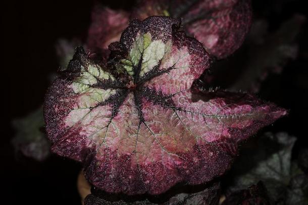 <strong>秋海棠</strong>属的植物雷克斯猫-粉红色的叶子质地