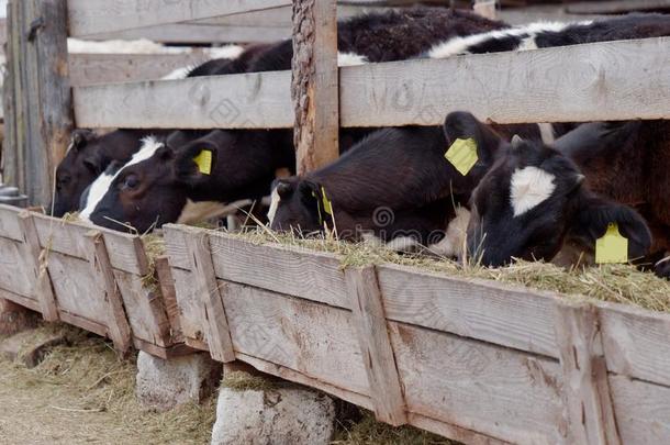 年幼的母牛采用指已提到的人小围场吃青贮饲料