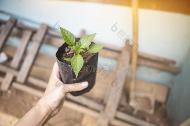 年幼的红辣椒植物采用女孩手越过变模糊木制的桩和锄头