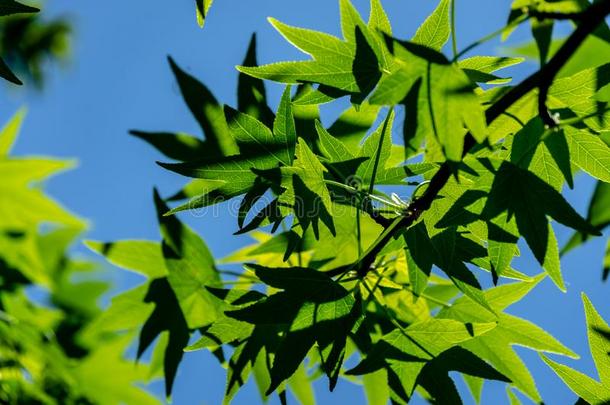 明亮的绿色的树叶胶皮糖香树斯特拉西夫拉,琥珀树.一关