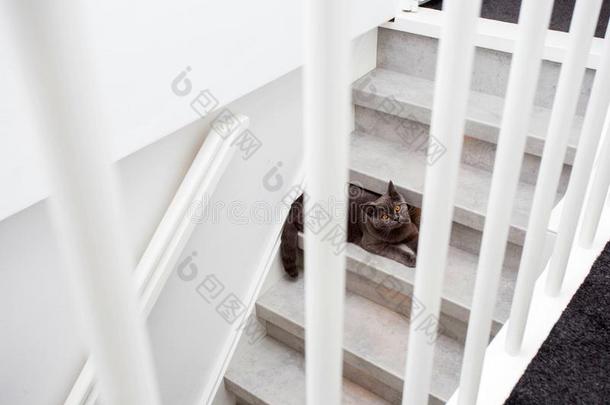 灰色纯血统的不列颠的猫一次向指已提到的人楼梯采用一现代的家