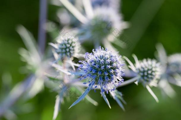 刺芹属植物平原,蓝色刺芹,平的海冬青花