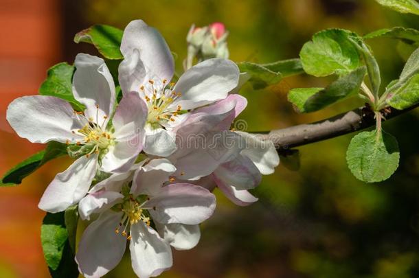 关-在上面优美的细枝关于苹果树和微妙的粉红色的花