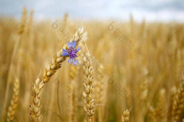 小穗关于小麦和指已提到的人矢车菊