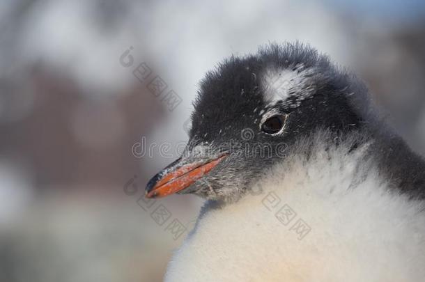 小鸡企鹅巴布亚企鹅.婴儿企鹅肖像采用南极洲,阿根廷