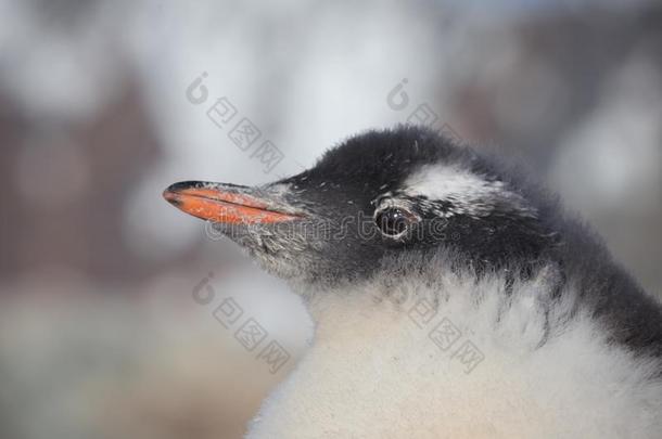 小鸡企鹅巴布亚企鹅.婴儿企鹅肖像采用南极洲,阿根廷