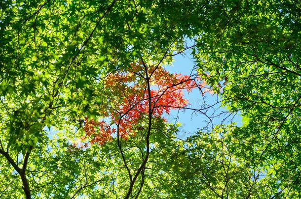 田园诗般的风景关于日本人花园