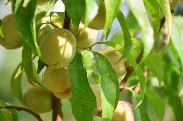 特写镜头关于桃向树枝采用morn采用g阳光后的夏