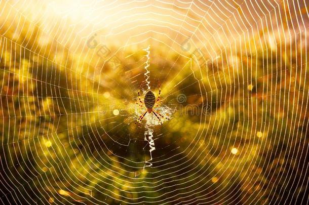 蜘蛛-黄蜂阿吉普布鲁尼基向自己的事物蜘蛛网在秋早晨和