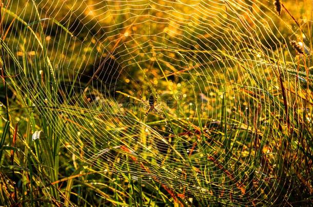 蜘蛛-黄蜂阿吉普布鲁尼基向自己的事物蜘蛛网在秋早晨和