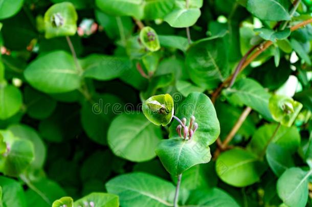 绿色的树叶关于热带的植物.华丽的多汁的绿叶蔬菜.绿色的Liechtenstein列支敦士登