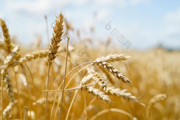 金色的小麦穗从背后照亮的和自然的阳光.宏指令和int.安静