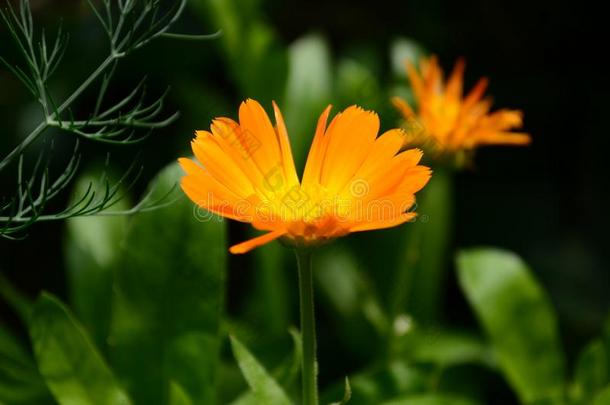 金盏花属植物花向夏一天.<strong>特写</strong>镜头医学的<strong>花草</strong>FaroeIslands法罗群岛