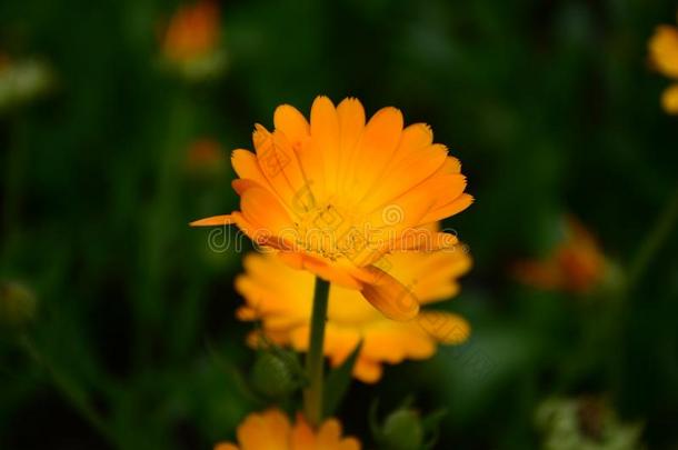 金盏花属植物花向夏一天.<strong>特写</strong>镜头医学的<strong>花草</strong>FaroeIslands法罗群岛