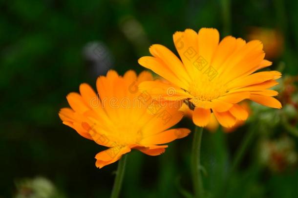 金盏花属植物花向夏一天.<strong>特写</strong>镜头医学的<strong>花草</strong>FaroeIslands法罗群岛