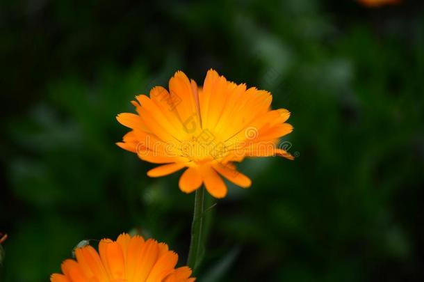 金盏花属植物花向夏一天.<strong>特写</strong>镜头医学的<strong>花草</strong>FaroeIslands法罗群岛