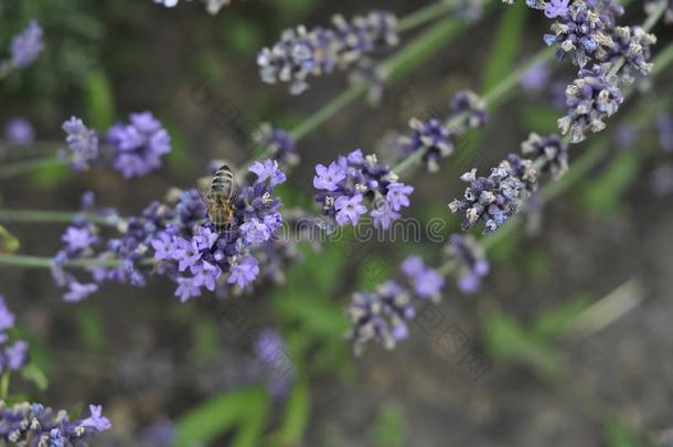 蜜蜂给传授花粉一l一vender花采用一夏花床为爱人