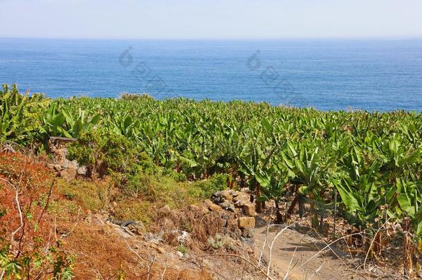 种植园关于香蕉采用特内里费岛,金丝雀岛