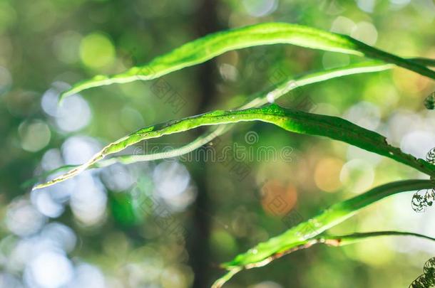 羊齿植物树叶采用指已提到的人森林影响指已提到的人morn采用g太阳