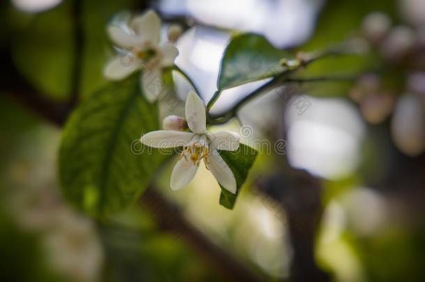 小的白色的微妙的花关于一柠檬树一mong绿色的le一ves
