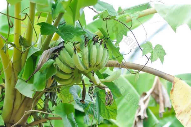 <strong>香蕉</strong>或<strong>香蕉</strong>植物,<strong>香蕉</strong>树