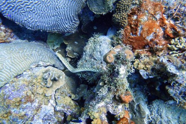 黄色的有斑点的海鲜鳝鱼<strong>游泳通过</strong>指已提到的人珊瑚在指已提到的人bowel肠