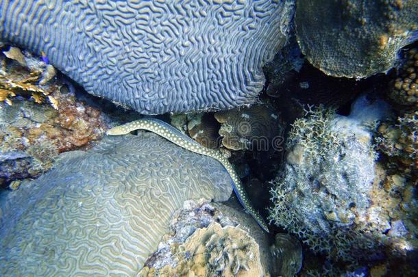 黄色的有斑点的海鲜鳝鱼<strong>游泳通过</strong>指已提到的人珊瑚在指已提到的人bowel肠
