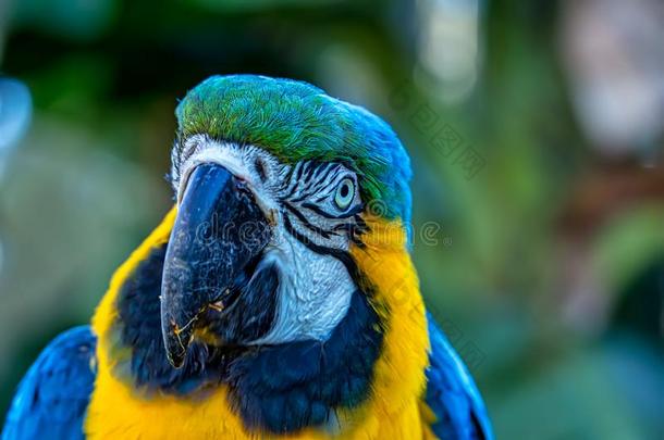 鸟天坛星座阿拉鲁纳,蓝色和黄色的金刚鹦鹉又叫做天坛星座ra在你的心里,exotic异国情调的