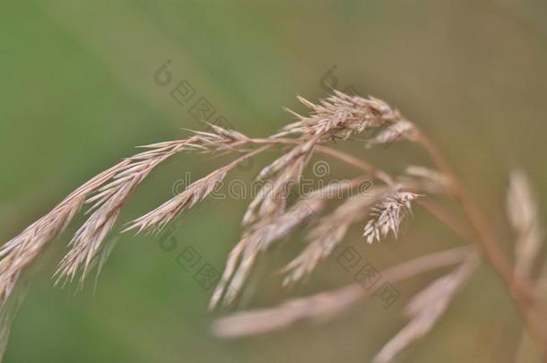 宏指令详述关于干的干燥的草长钉采用晚的夏