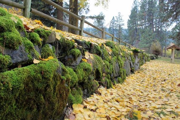 <strong>阵亡</strong>者黄色的树叶采用一森林地点和岩石大量的苔藓