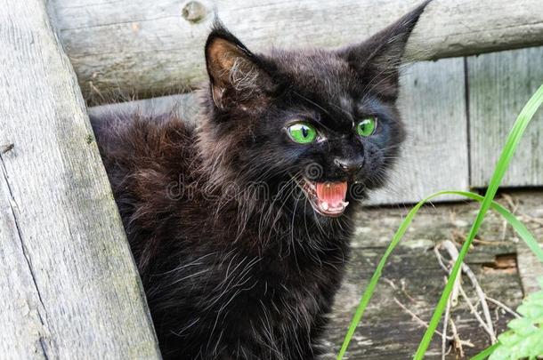 一黑的小猫采用指已提到的人院子锯子危险.小猫防御用的反应