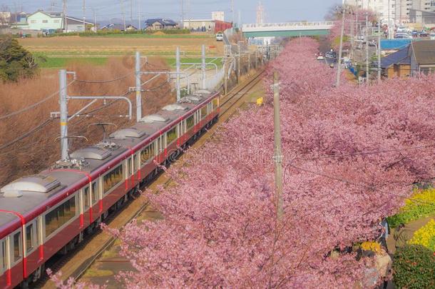 河津樱桃树和基奎线条三井根