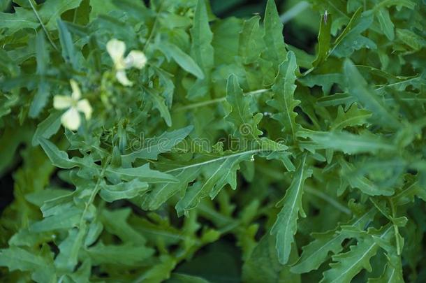 新鲜的<strong>芝麻</strong>菜.采用指已提到的人花园种植多汁的绿色的<strong>芝麻</strong>菜