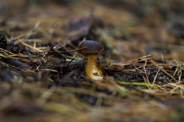 擦<strong>光</strong>可以吃的蘑菇种植采用指已提到的人森林白色的<strong>腿</strong>棕色的帽子