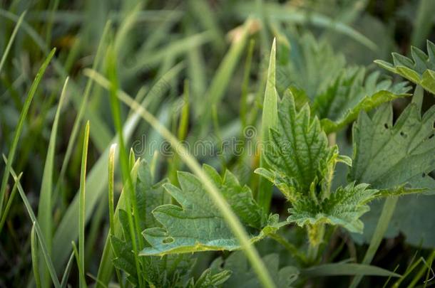 不同的碧海情缘种植采用指已提到的人草地