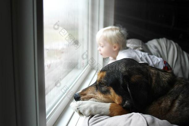 宠物狗和小的婴儿有样子的梦幻般地出局窗向一R一iny英语字母表中的第四个字母
