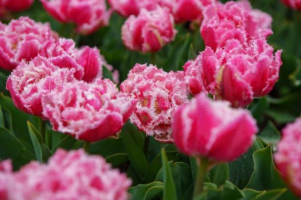 美丽的异国的郁金香花<strong>耕种</strong>的采用荷兰花园