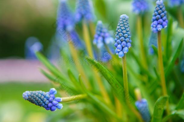 美丽的异国的郁金香花<strong>耕种</strong>的采用荷兰花园