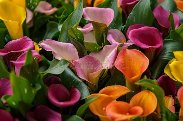 美丽的异国的郁金香花<strong>耕种</strong>的采用荷兰花园