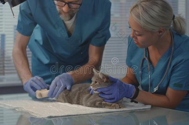 猫获得绷带在兽医的诊所