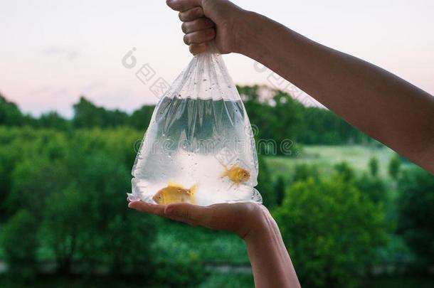 透明的包装和购买的水族馆鱼.手佃户租种的土地